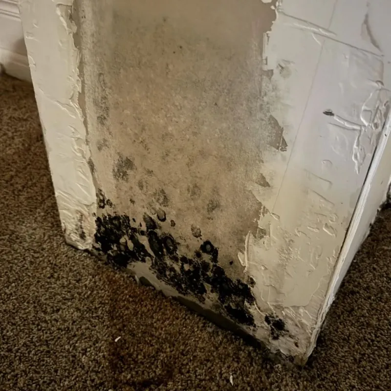 Professional Mold Removal in DuBois, PA